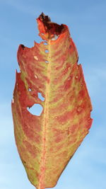 Close-up of orange leaf against sky