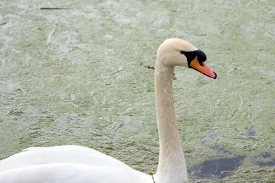 Close-up of swan