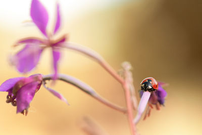 Close-up of insect on purple flower