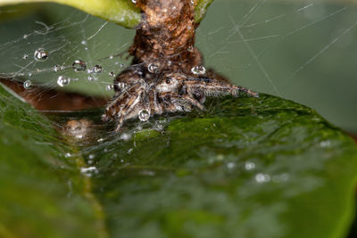 Close-up of spider on web