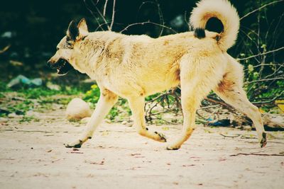 Side view of a dog on field