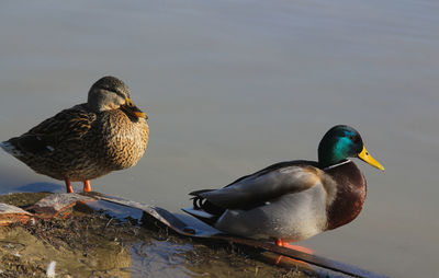 Close-up of mallard duck