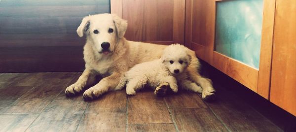 Portrait of dog relaxing on floor at home