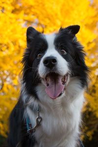 Close-up portrait of dog sticking out tongue