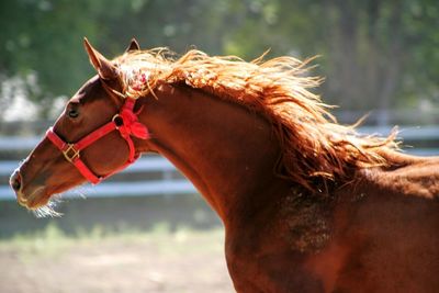 Close-up of horse