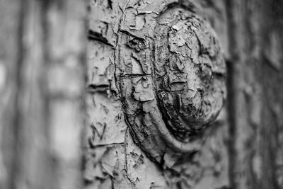 Close-up of tree trunk