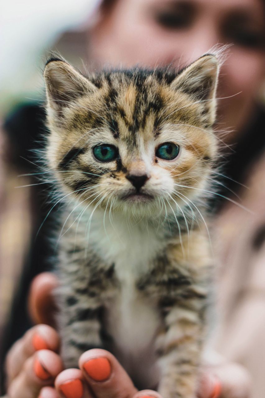 real people, one person, animal themes, human body part, human hand, domestic cat, mammal, pets, one animal, focus on foreground, feline, close-up, domestic animals, whisker, young animal, holding, indoors, day