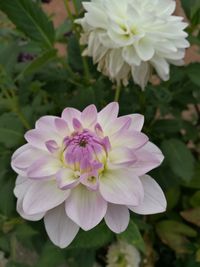 Close-up of flowers blooming outdoors