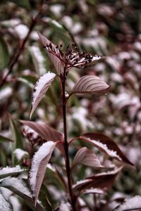 Close-up of flowering plant