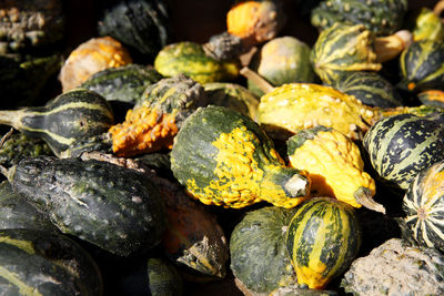 Pumpkins on the field in the countryside