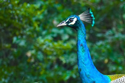 Close-up of a peacock