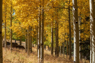 Trees in forest during autumn