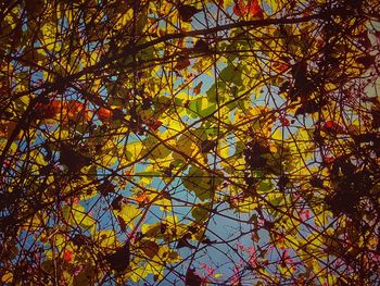 Low angle view of tree during autumn