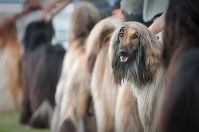 Afghan hound at dog show