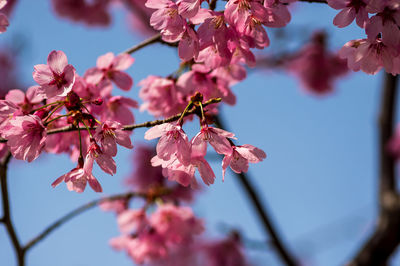 Close-up of pink cherry blossoms against sky