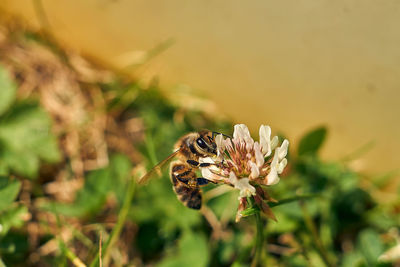 Close-up of insect on flower