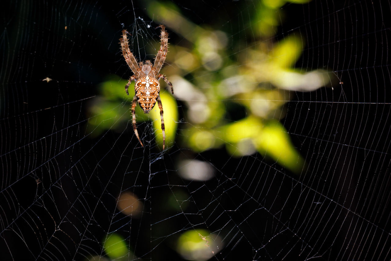 spider web, fragility, animal themes, animal, spider, arachnid, close-up, animal wildlife, one animal, wildlife, insect, focus on foreground, macro photography, nature, no people, animal body part, beauty in nature, animal leg, macro, complexity, outdoors, intricacy, web, zoology, animals hunting, argiope, spinning, pattern, green, selective focus, day, trapped, limb