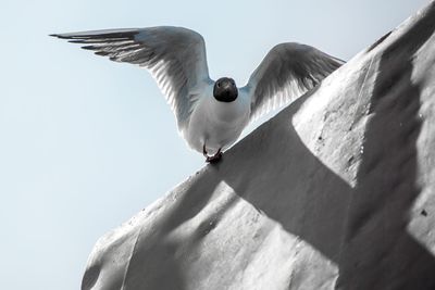 Low angle view of seagull flying