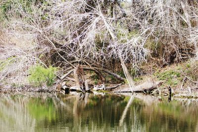 Scenic view of lake in forest