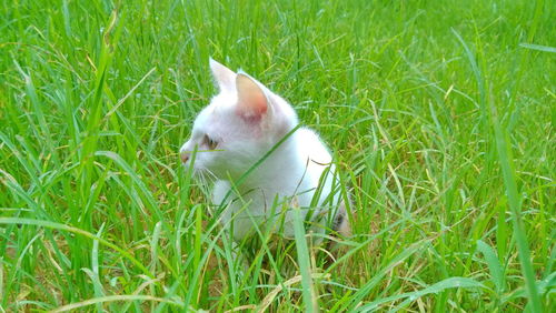 View of a rabbit on field