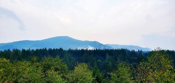 Scenic view of forest against sky