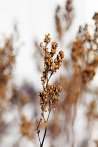 Close-up of plant against blurred background