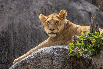 Portrait of cat relaxing on rock