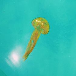 Low angle view of fish underwater