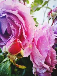 Close-up of wet pink flowers blooming outdoors