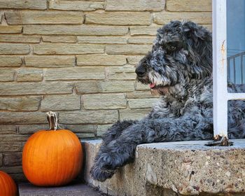 Dog sitting on porch with pumpkin