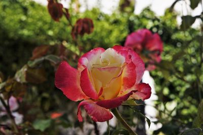 Close-up of pink rose blooming outdoors