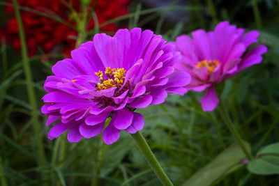 Close-up of purple flowering plant