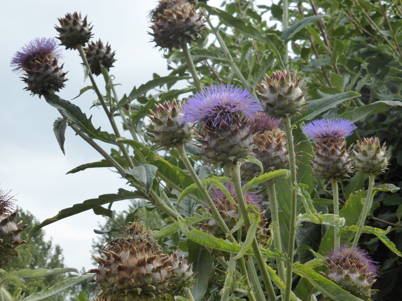 Cardoon