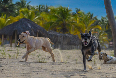 View of two dogs on land