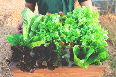 Midsection of man holding vegetables