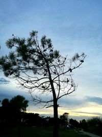 Silhouette tree against sky at sunset