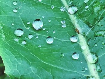 Full frame shot of raindrops on leaf