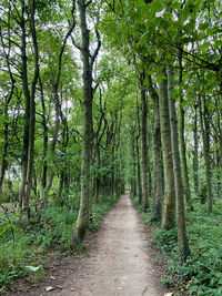 Footpath through a forest