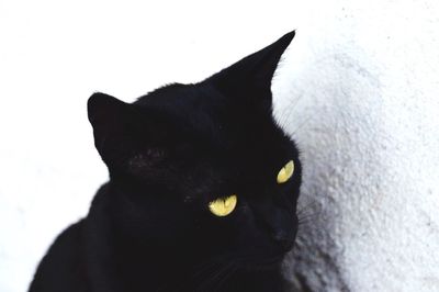 Portrait of cat
