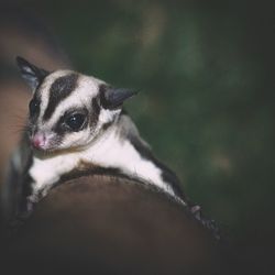 Close-up of a cat