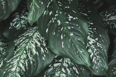Full frame shot of fresh red leaves in water