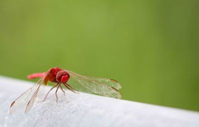 Close-up of red dragonfly on retaining wall