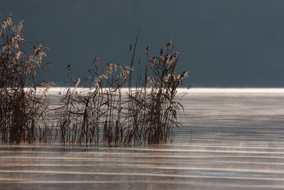 Close-up of tree by lake against sky at sunset