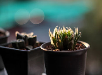 Close-up of potted plant