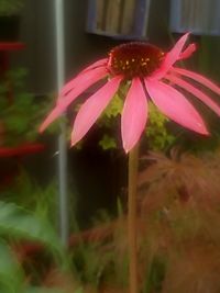 Close-up of pink flowers