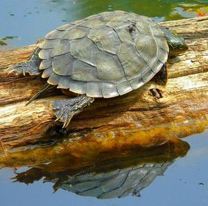 High angle view of shell on a lake