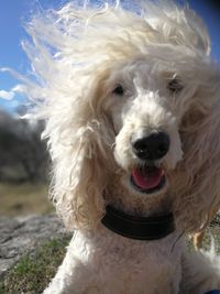 Close-up portrait of a dog