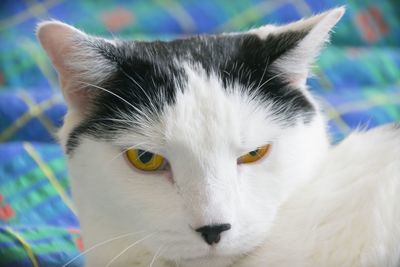 Close-up portrait of cat