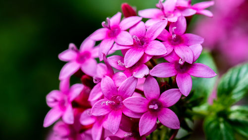 Close-up of pink flowers