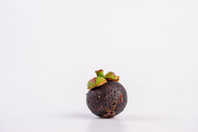 Close-up of small plant against white background